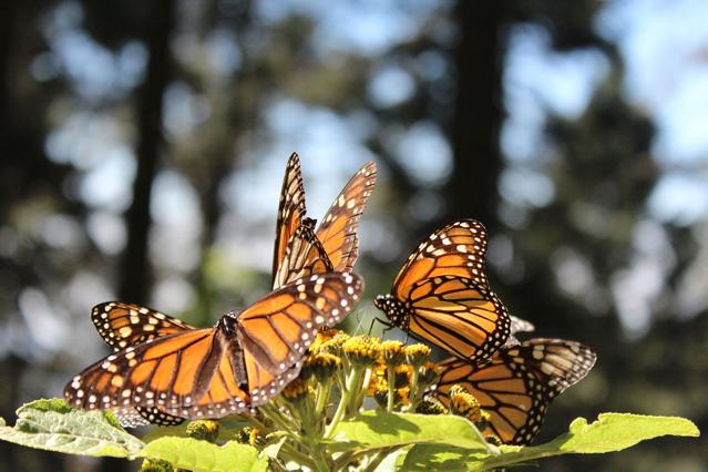 Monarch Butterfly Biosphere Reserve